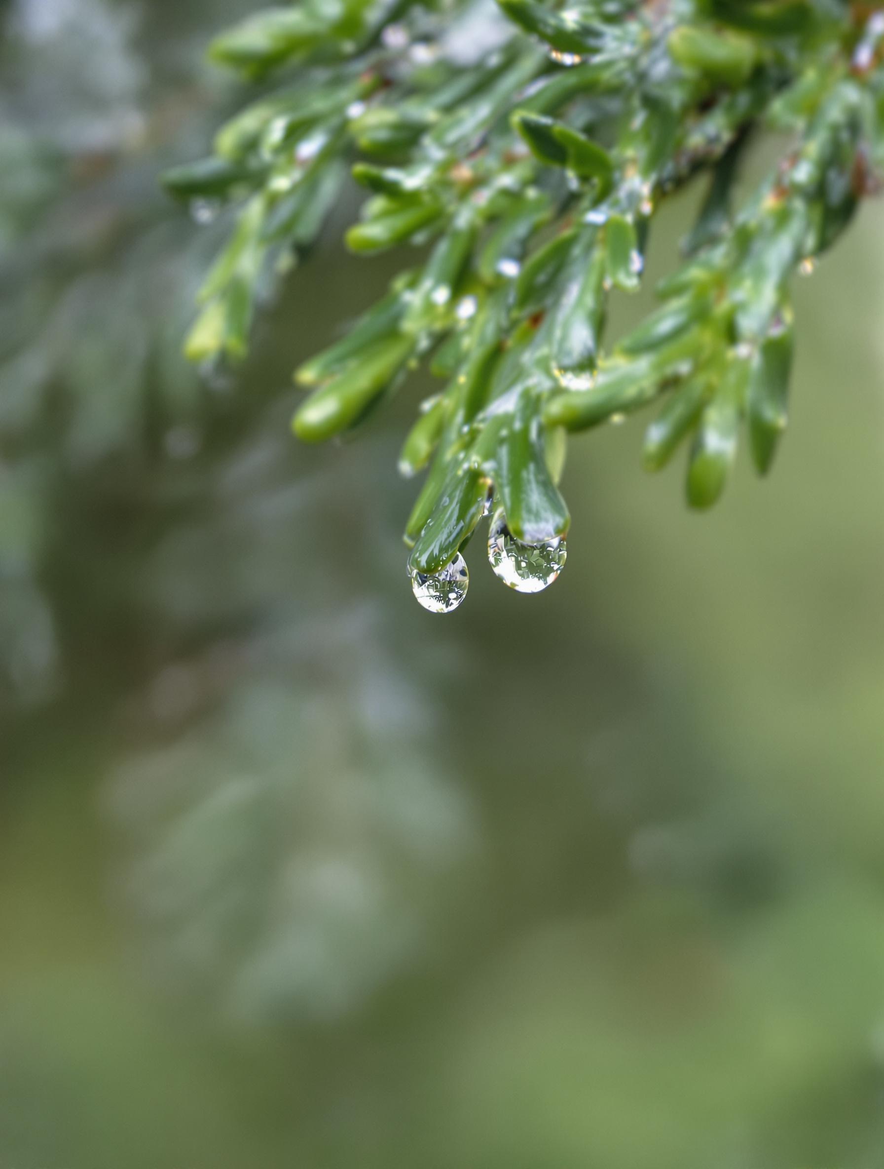 Gouttes de pluie sur une branche de cèdre dans le maquis corse à l’aube.